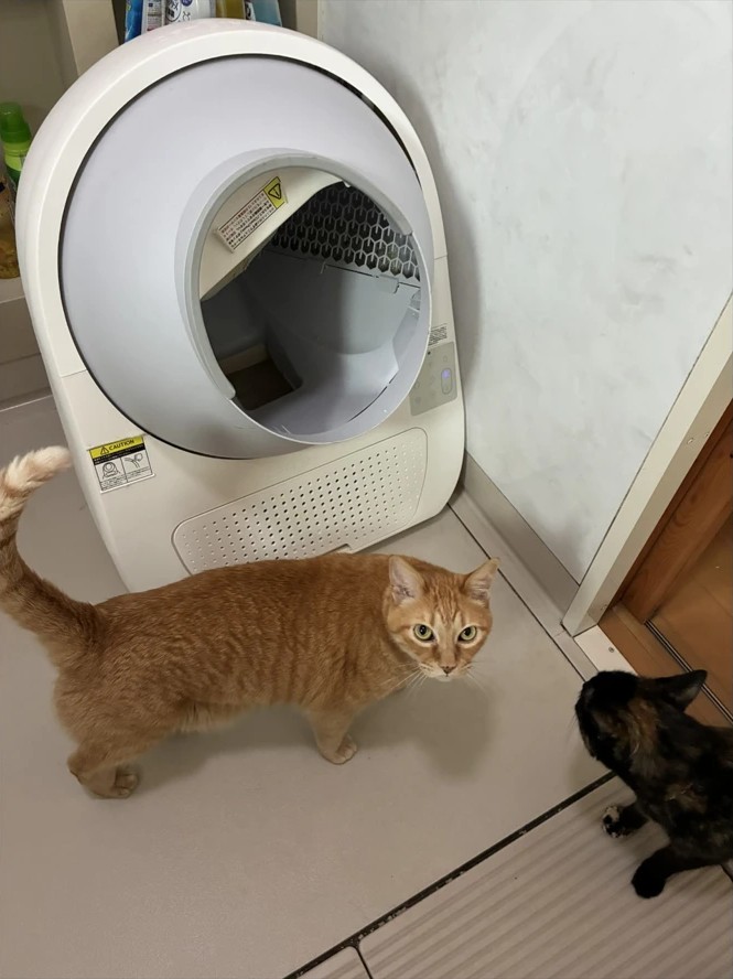 動かなくなった猫の自動トイレの前にいる、茶トラ猫とサビ猫