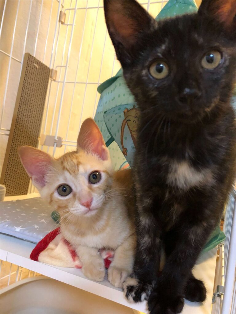 わが家に来たころのサビ猫と茶トラ猫の子猫