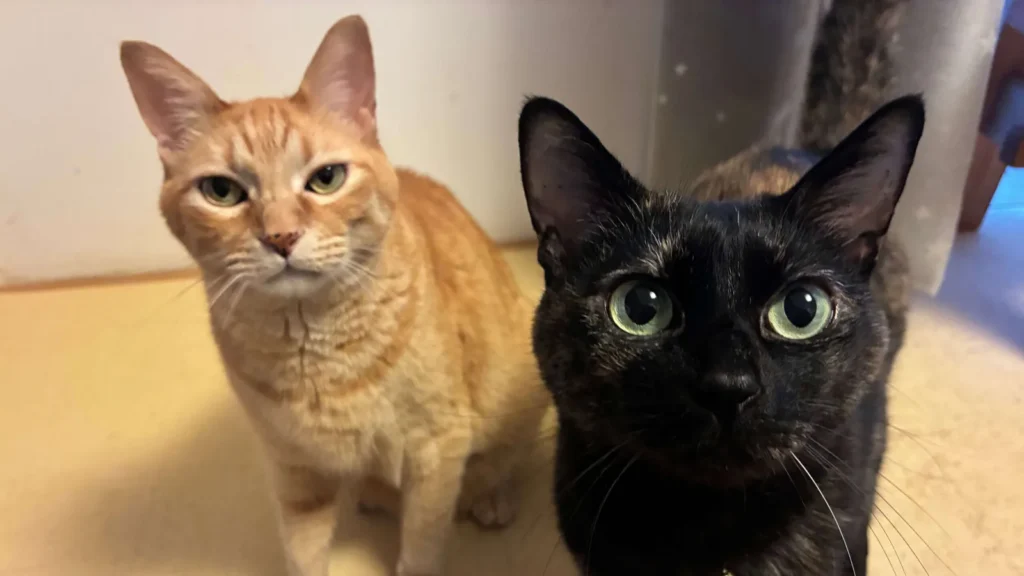 こちらを見上げる茶トラ猫とサビ猫のきょうだい